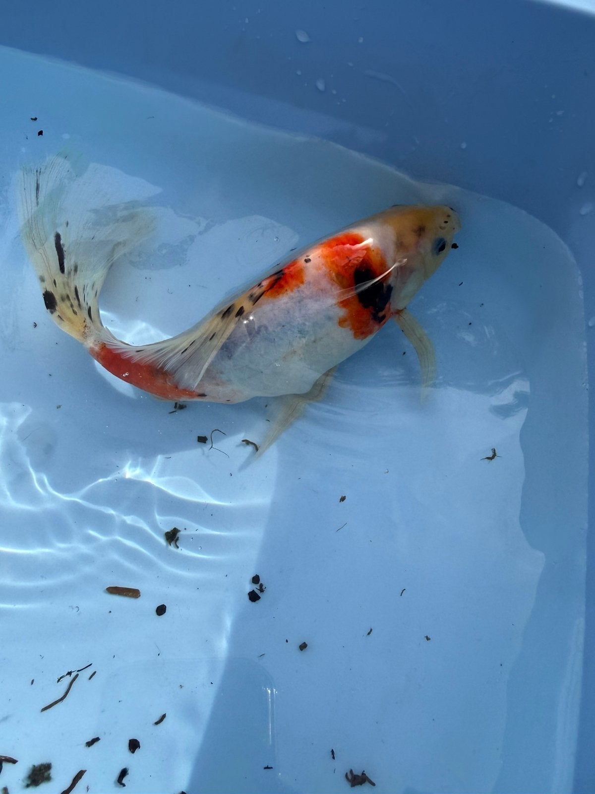 Goudvis 20 cm, Goudvis(sen)