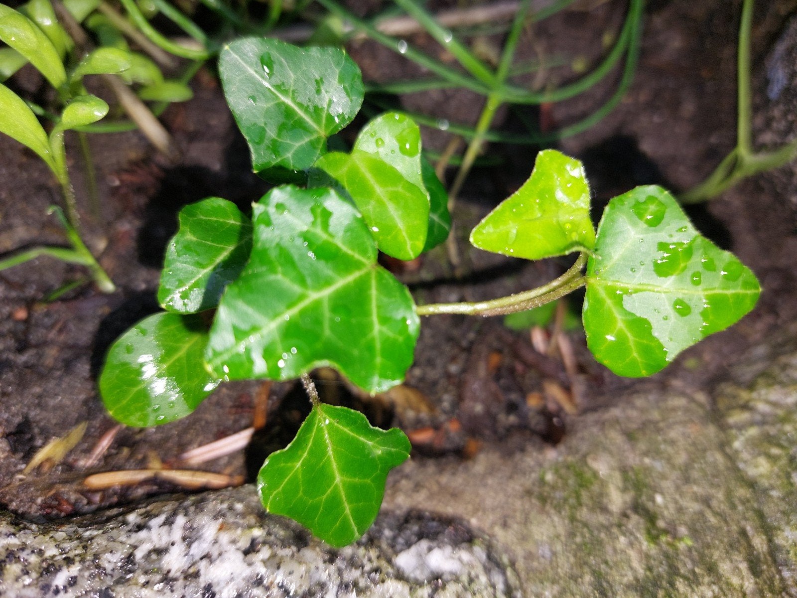 Tk: Mooie jonge klimop Hedera 10 voor €10,-  bio, Ophalen, Vaste plant, Halfschaduw, Klimplanten
