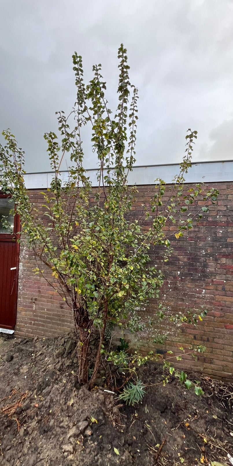 Boompje te koop, Tuin en Terras, Ophalen, Overige soorten