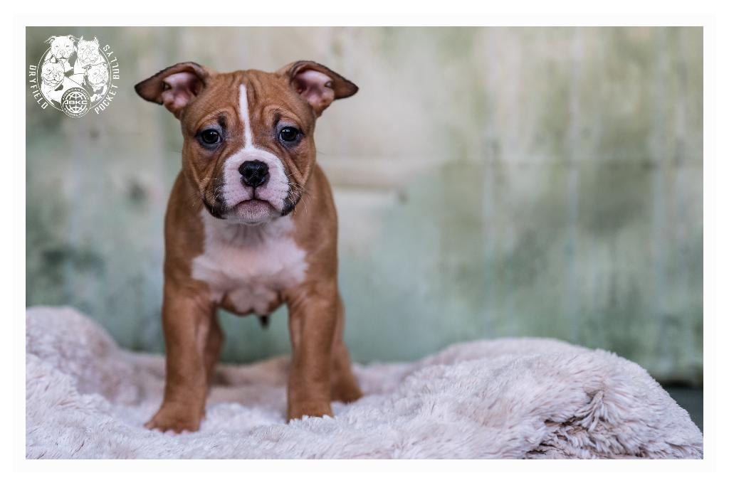American Bully Pups ( 2 teefjes ) verlaagde prijs, Dieren en Toebehoren, Honden | Bulldogs, Pinschers en Molossers, Meerdere dieren