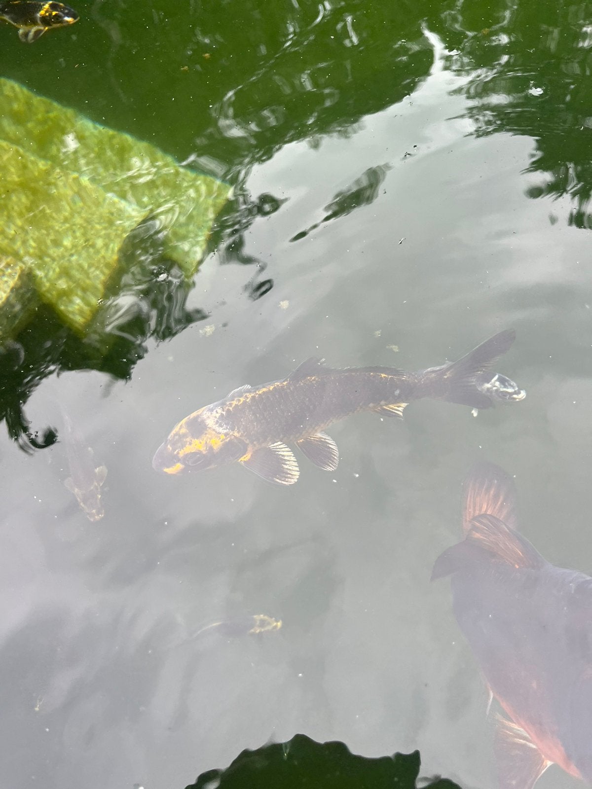 Koi karpers, Dieren en Toebehoren, Vissen | Vijvervissen, Karper of Koi