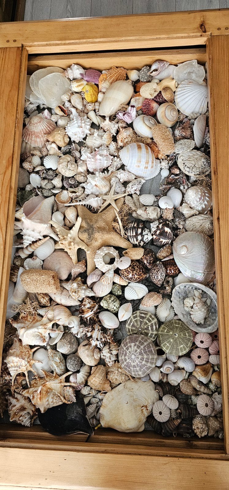 Grote collectie diverse schelpen en zeesterren, Ophalen