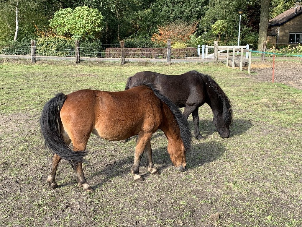 verzorgpony aangeboden, Ophalen, Nieuw