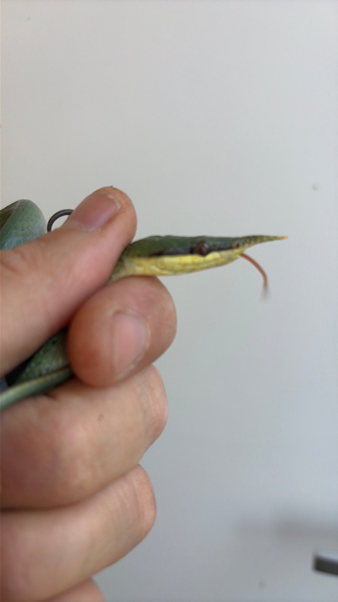 Rhino ratsnakes, Slang, 0 tot 2 jaar