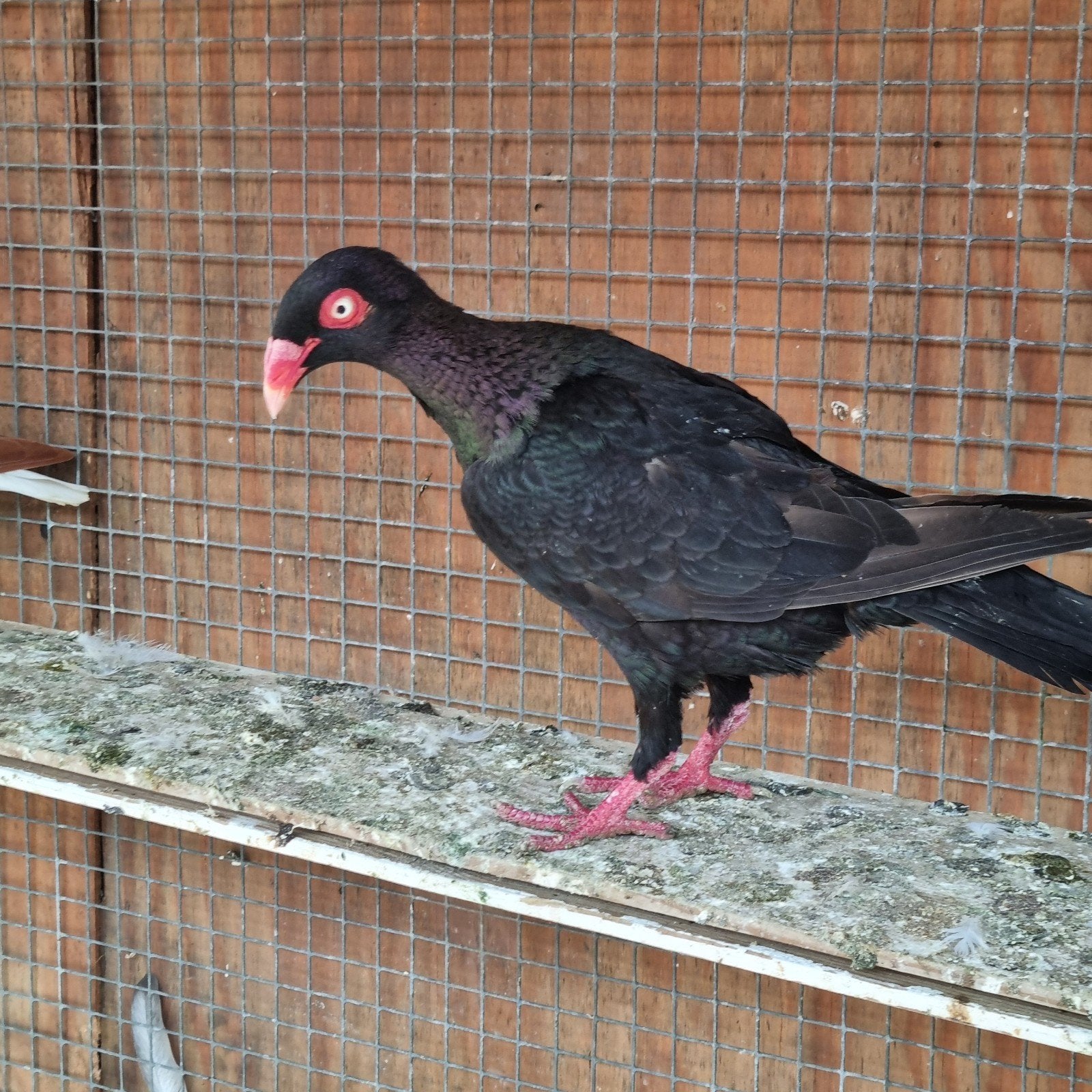 Duiven vrouw te koop, Vrouwelijk