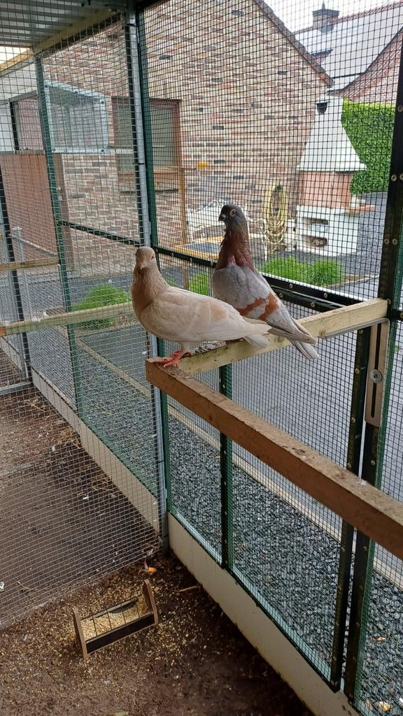 Kweekkoppel figurita valencia., Meerdere dieren