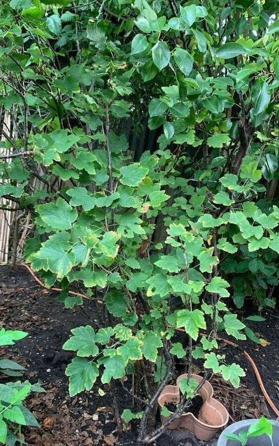 Rode bessen bos - Heerlijke bessen uit eigen tuin, Ophalen, Vaste plant, Halfschaduw, Fruitplanten