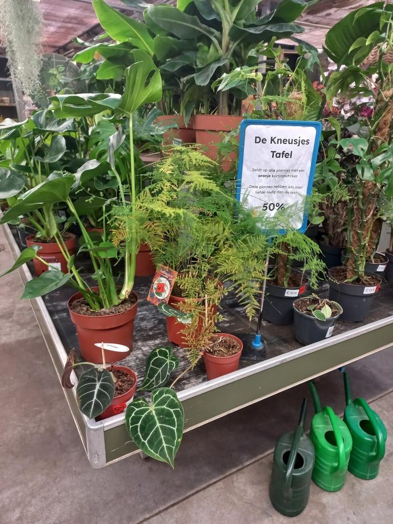 Diverse kamerplanten 50% korting, Ophalen, Halfschaduw, Minder dan 100 cm