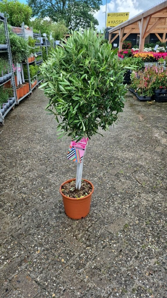 Olea Europea - Compacte Olijfboom in Pot, Lente, 100 tot 250 cm, Olijfboom, Ophalen