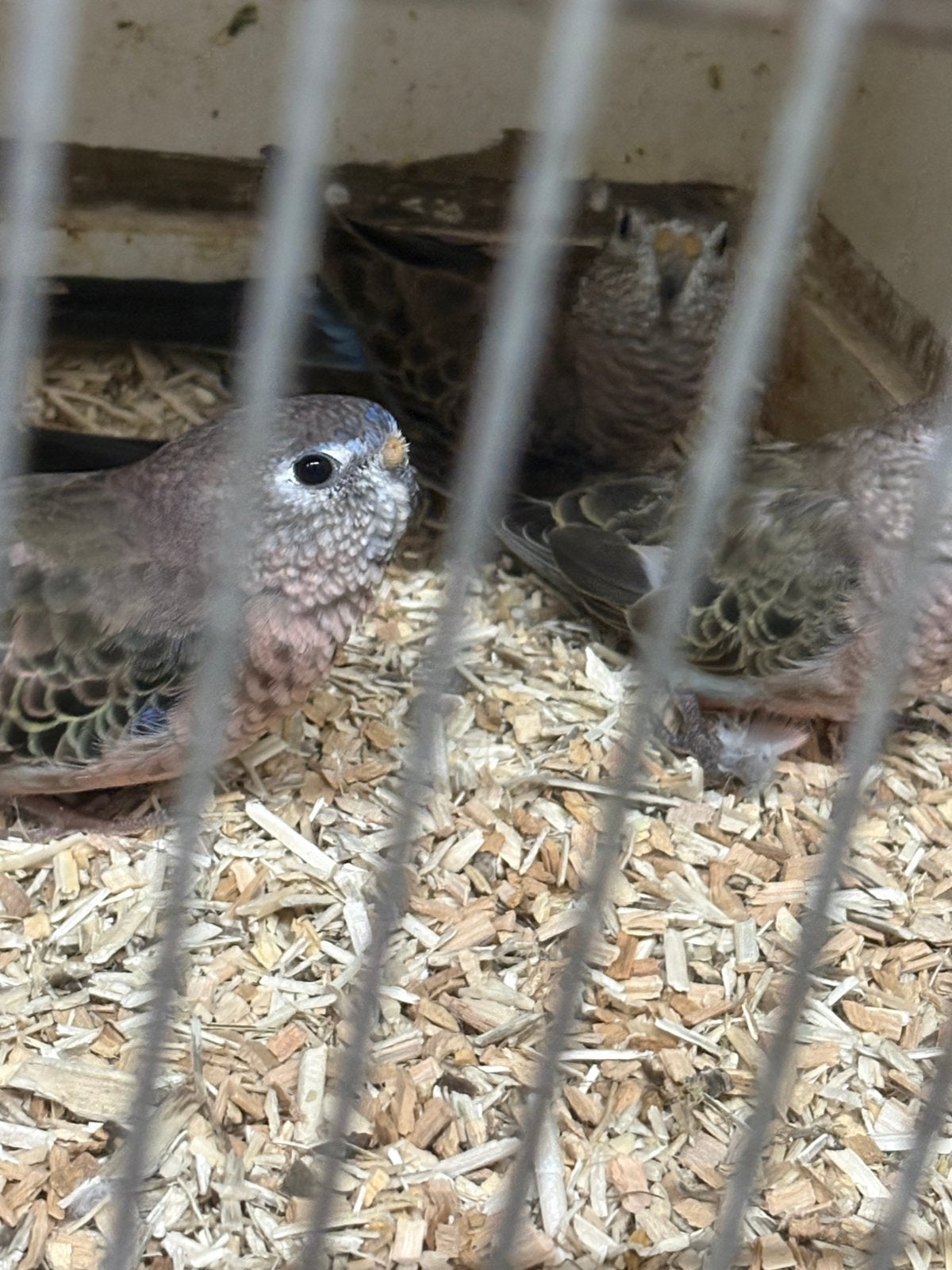 Twee koppels wildkleur Bourkeparkieten, Dieren en Toebehoren, Meerdere dieren