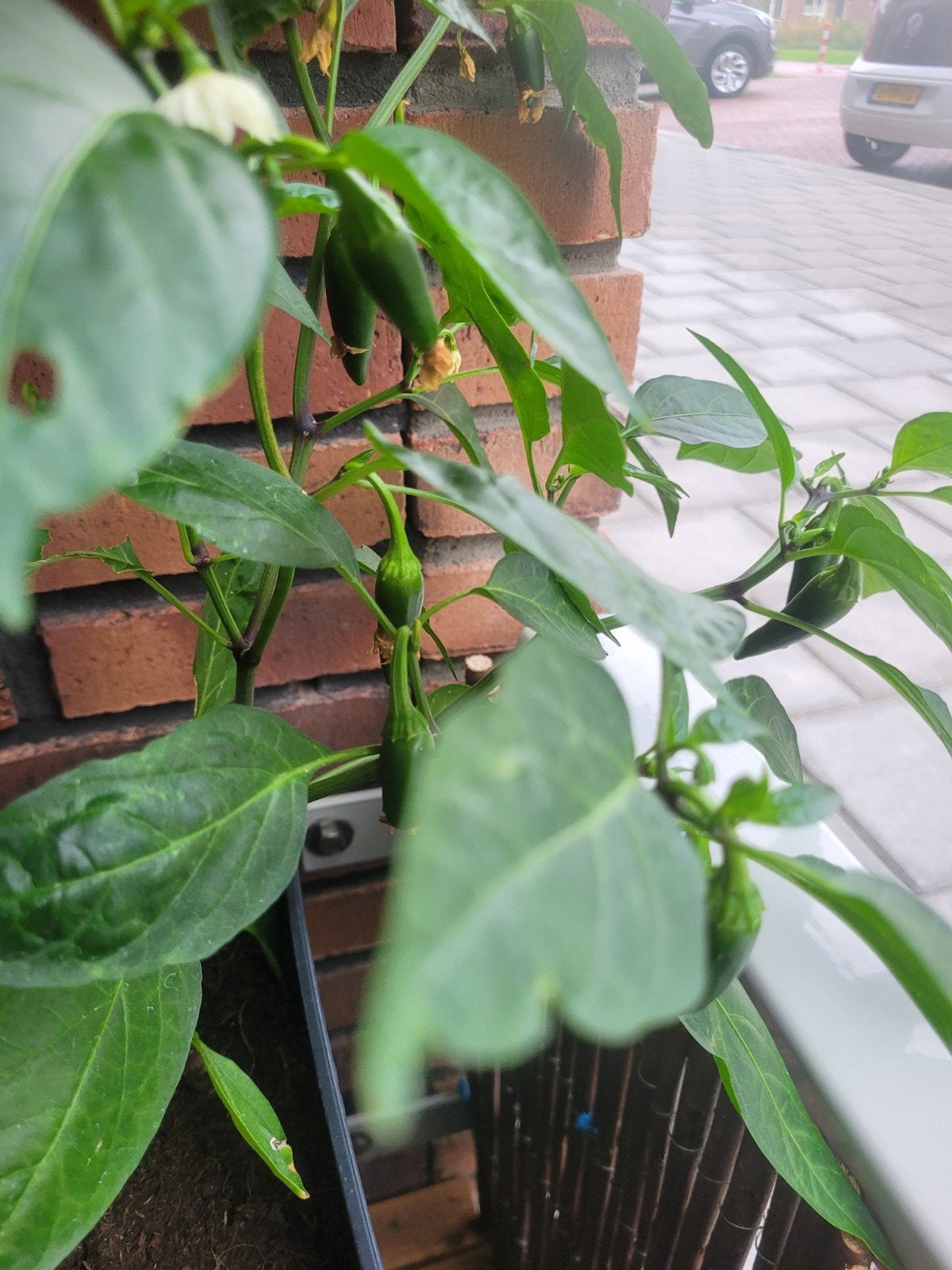 peper plant, Ophalen, Minder dan 100 cm, Overige soorten, Zomer