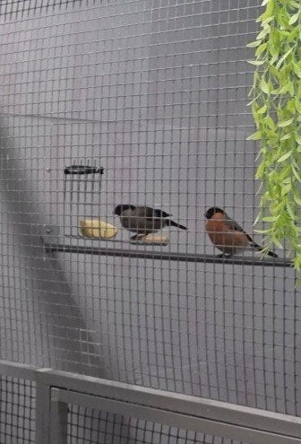 Noorse goudvinken, Dieren en Toebehoren, Meerdere dieren, Geringd