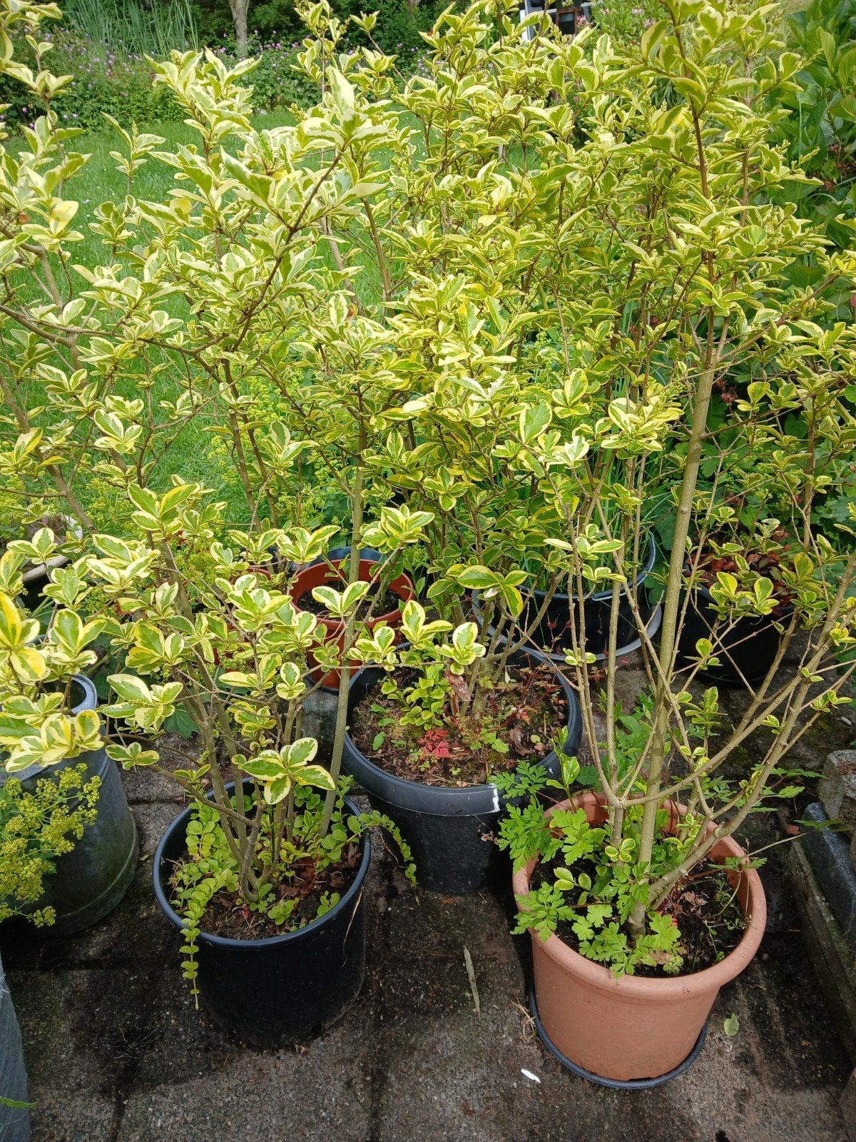 3 Ligustrum ovalifolium aureum, Ophalen, Liguster, Minder dan 100 cm