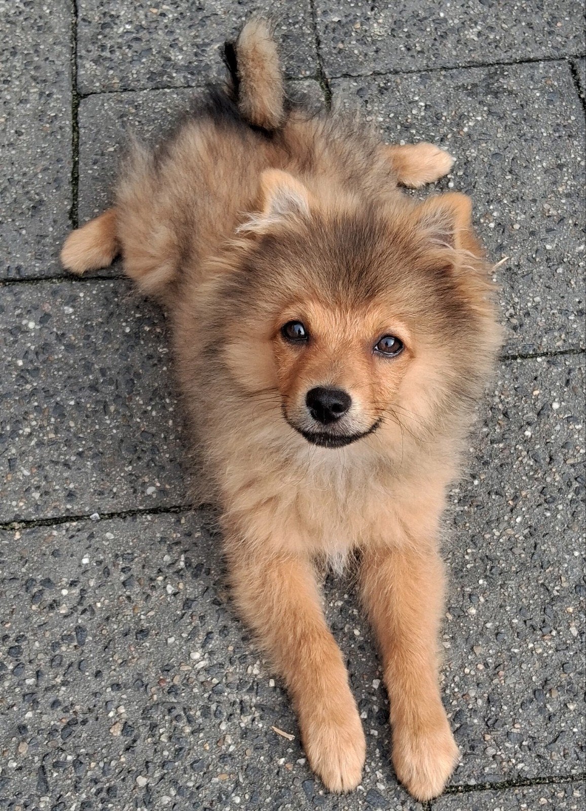 pomeriaan/keeshond, Dieren en Toebehoren, België, Particulier, Keeshond, 15 weken tot 1 jaar