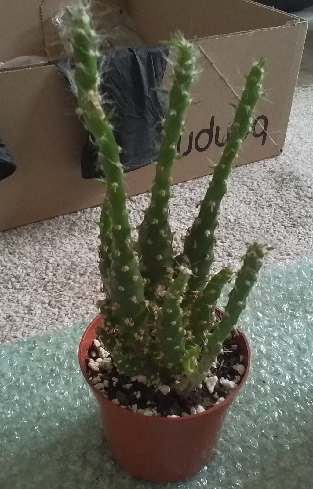 Opuntia cactusplantje, Huis en Inrichting, Bloeiende kamerplant, Ophalen of Verzenden, Cactus, In pot