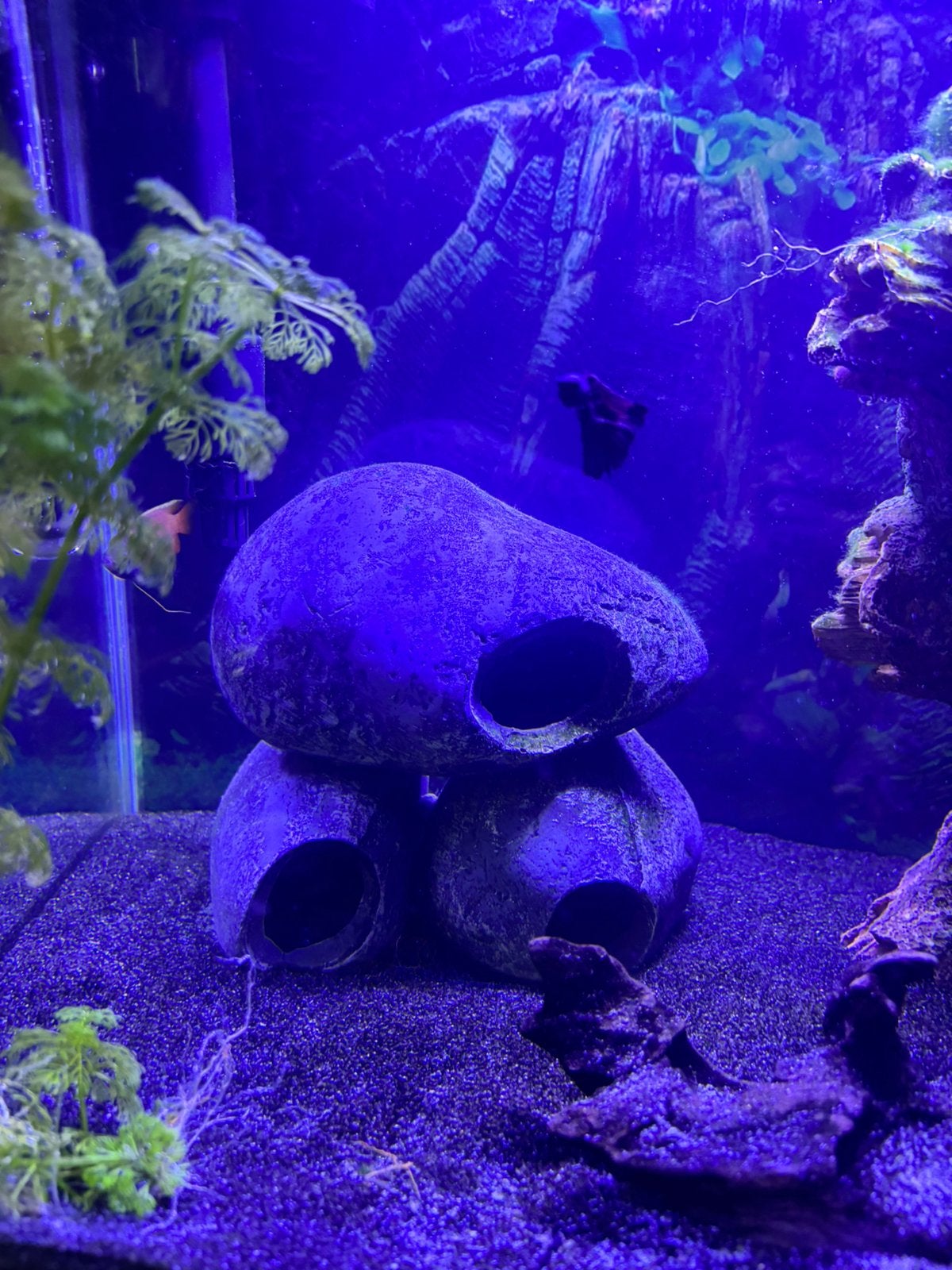 Superfish panorama 50 led aquarium, Ophalen, Pomp, Zo goed als nieuw, Gevuld zoetwateraquarium