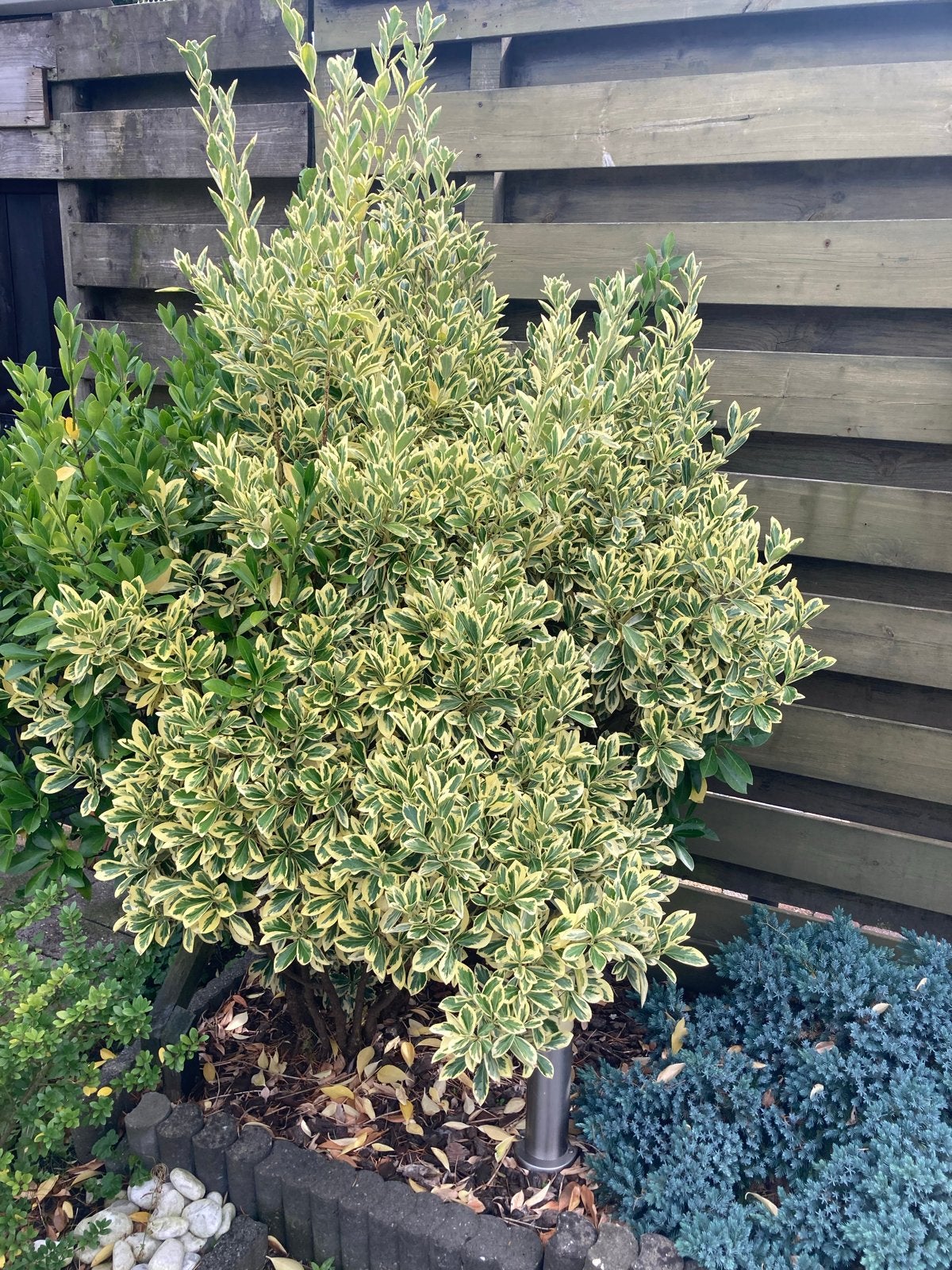 Foto 6 van Diverse Vaste Tuinplanten - Groenblijvend en Onderhoudsvrien
