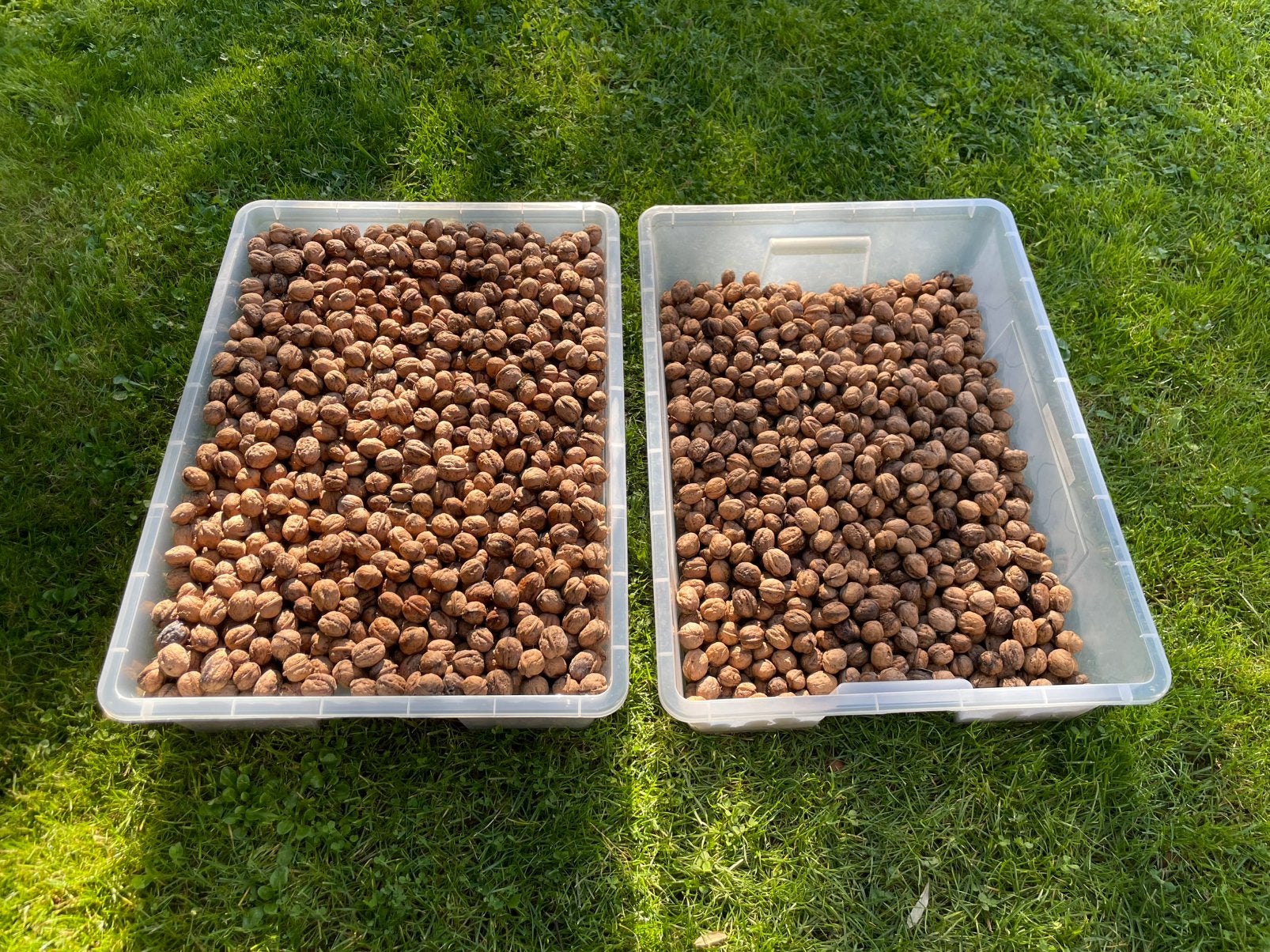 Verse walnoten oogst 2026, 40 kg - Onbespoten van eigen boom, Ophalen