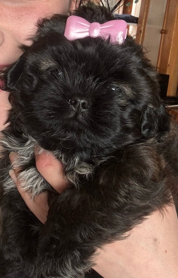 Shih Tzu x Shih Poo Puppy Teefje Heidi, Parvo, Overige rassen, 8 tot 15 weken, Teef