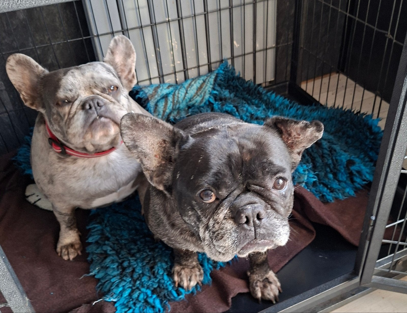 Franse bulldog., Dieren en Toebehoren, Bulldog, Meerdere, Meerdere dieren, 3 tot 5 jaar