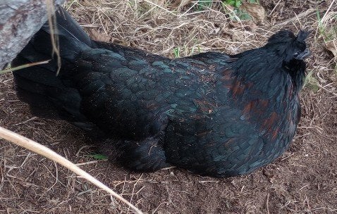 Ayam Cemani x baardkuifhoen hen, Dieren en Toebehoren, Vrouwelijk, Kip