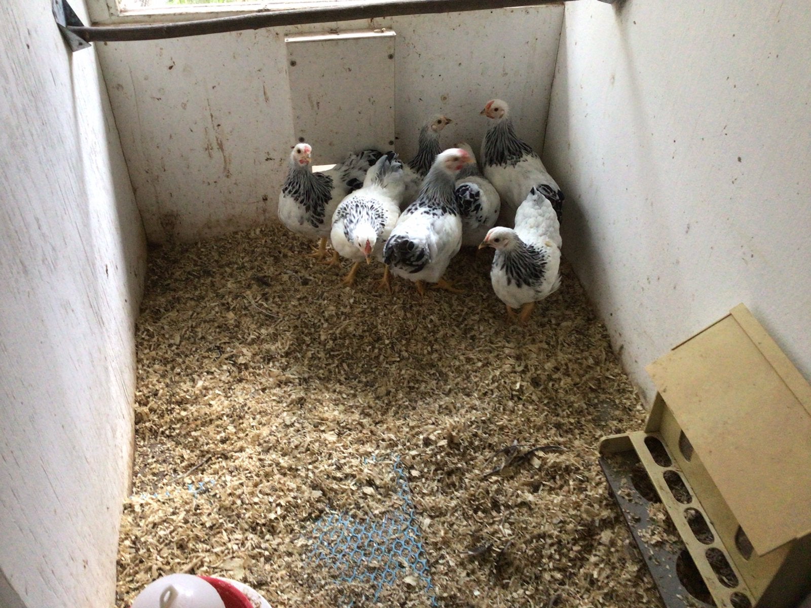 Te koop : Wyandotte krielkippen, Dieren en Toebehoren, Pluimvee, Meerdere dieren, Kip