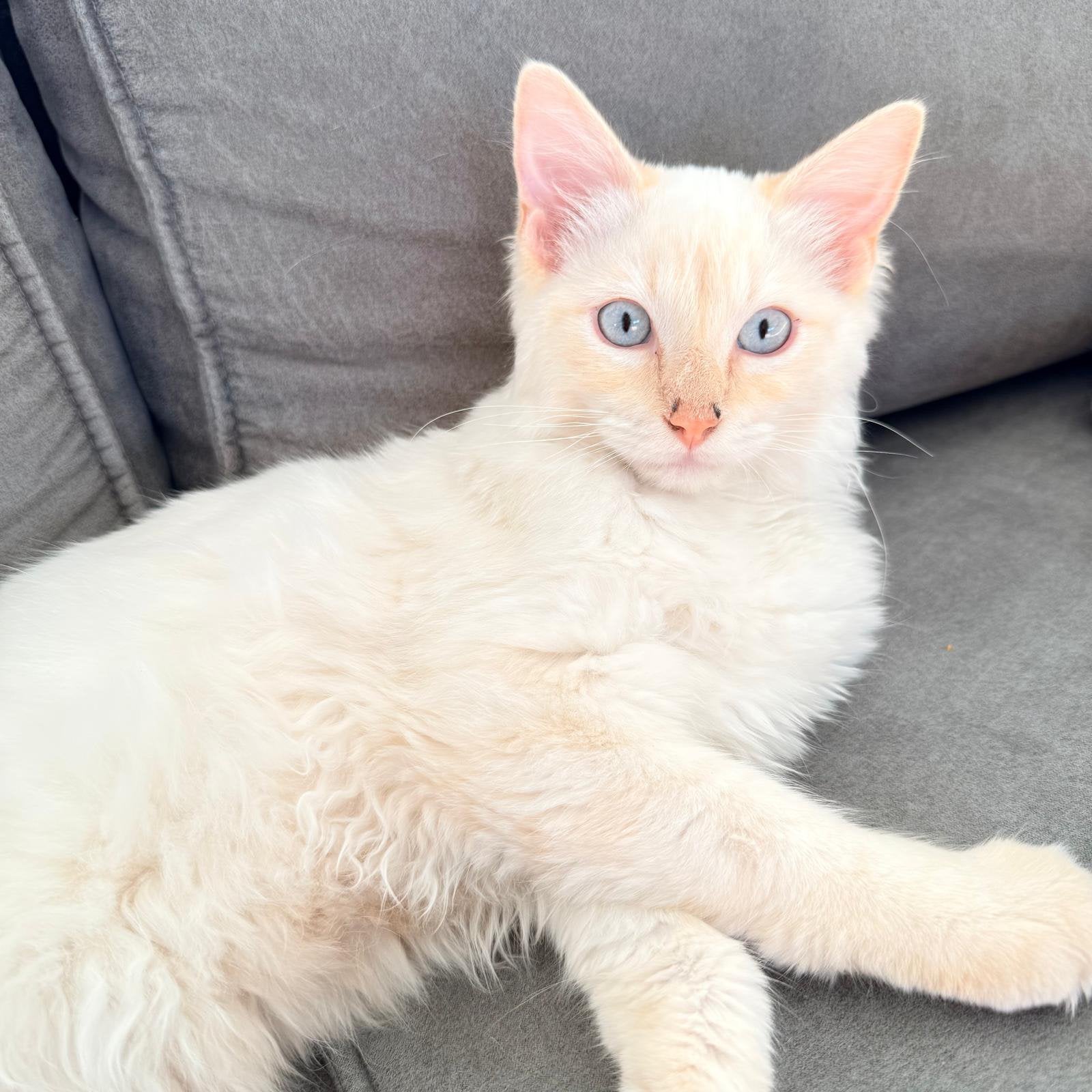 Ragdoll kater, Dieren en Toebehoren, 0 tot 2 jaar