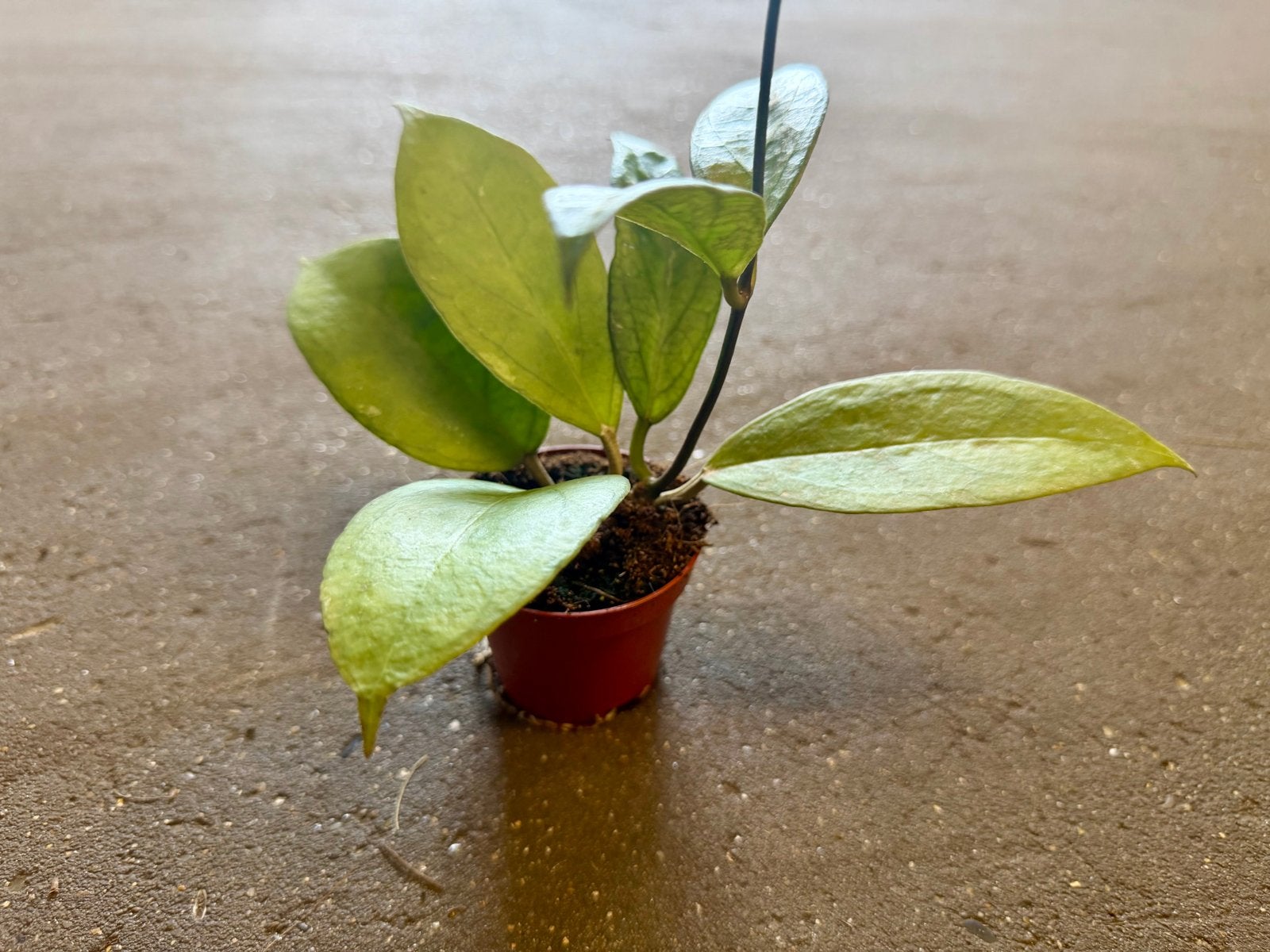 Hoya Tequila Sunrise p9, Overige soorten, In pot, Minder dan 100 cm, Groene kamerplant