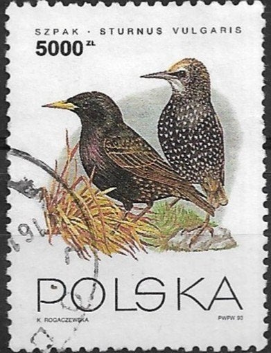 Polen 1993 mi.3462  vogel SPREEUW, Verzenden, Polen, Gestempeld