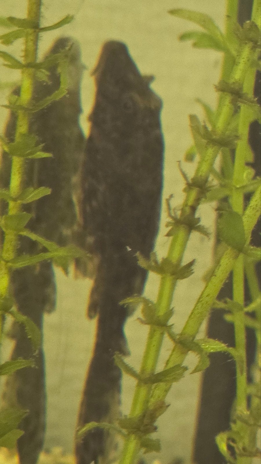 pleco vis 7-8 cm, Dieren en Toebehoren, Vis, Zoetwatervis