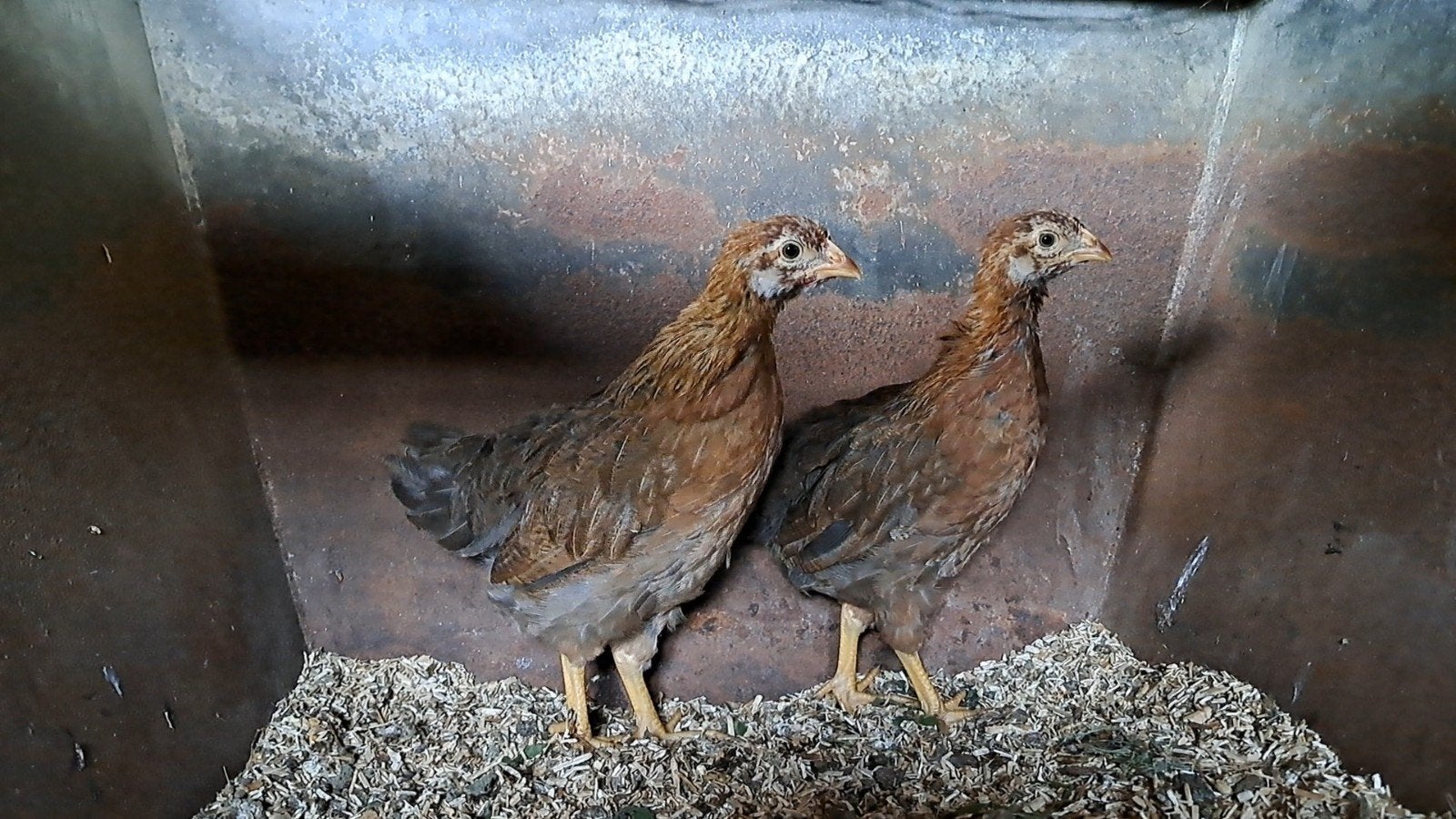 2 welsumer hennetjes van 17 juli 2026 (Groot soort welsumers, Dieren en Toebehoren, Pluimvee, Vrouwelijk, Kip