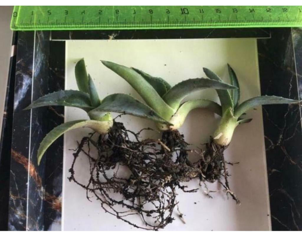 Bio Blauw Agave Americana vaste plant diverse stekken maten, Ophalen of Verzenden, Minder dan 100 cm, In pot, Cactus