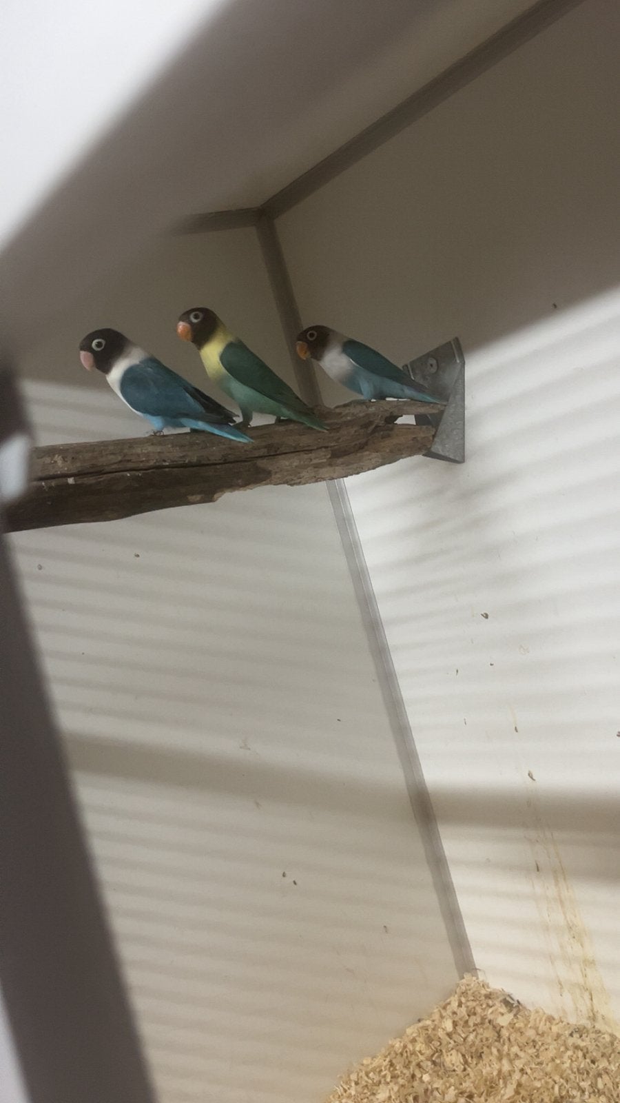 Agapornis fischerie jongen, Meerdere dieren, Dwergpapegaai of Agapornis, Tam