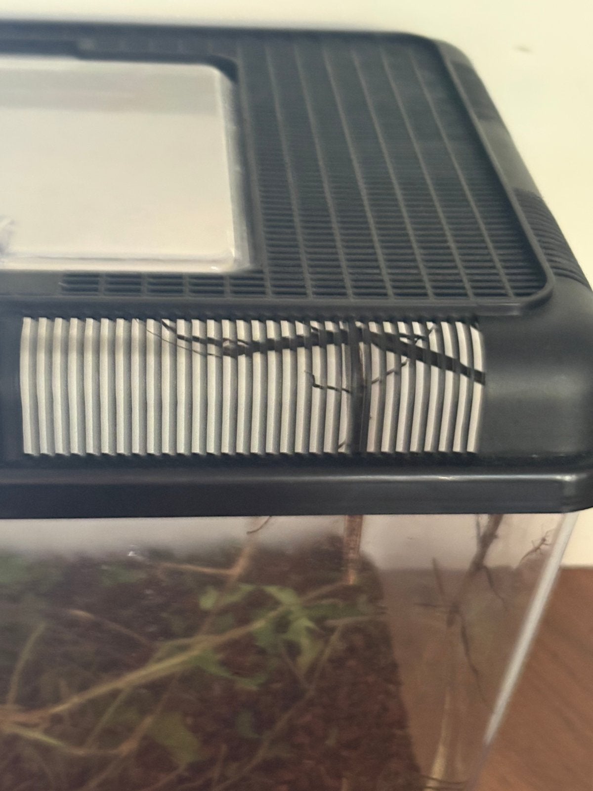 Gratis wandelende takken, Dieren en Toebehoren, Ophalen, Zo goed als nieuw