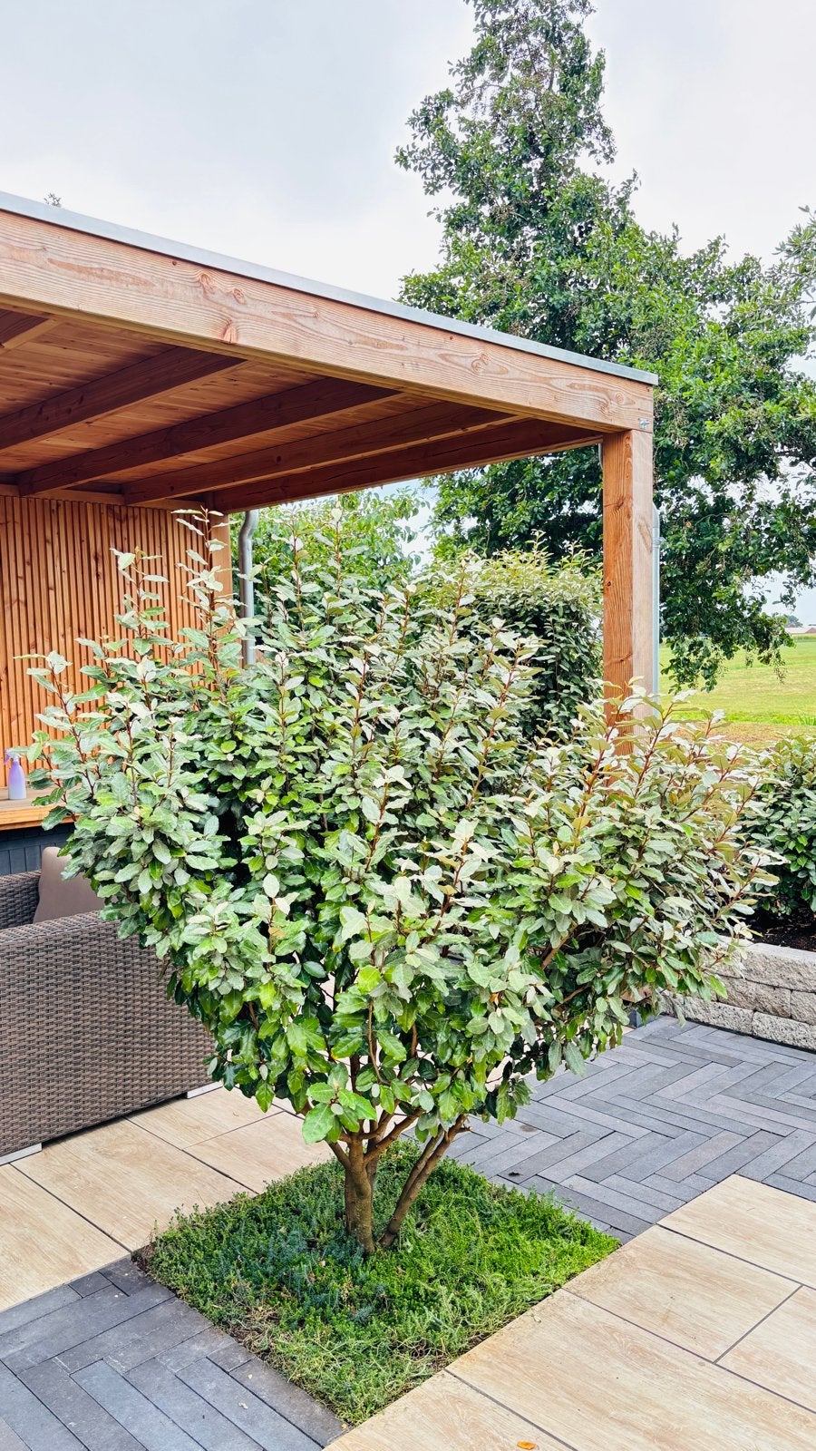Olijfwilg (Elaeagnus) – mooie volle meerstammige struik, Bloeit niet, 100 tot 250 cm, Ophalen, Volle zon