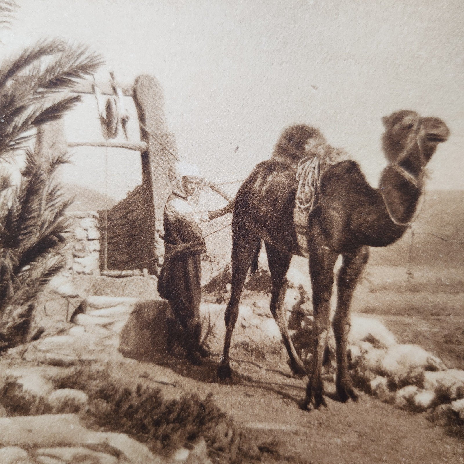 Oude ansichtkaart M'Zab, Algerije - Kameel bij waterput, Verzamelen, Verzenden, Voor 1920, Gelopen, Buiten Europa