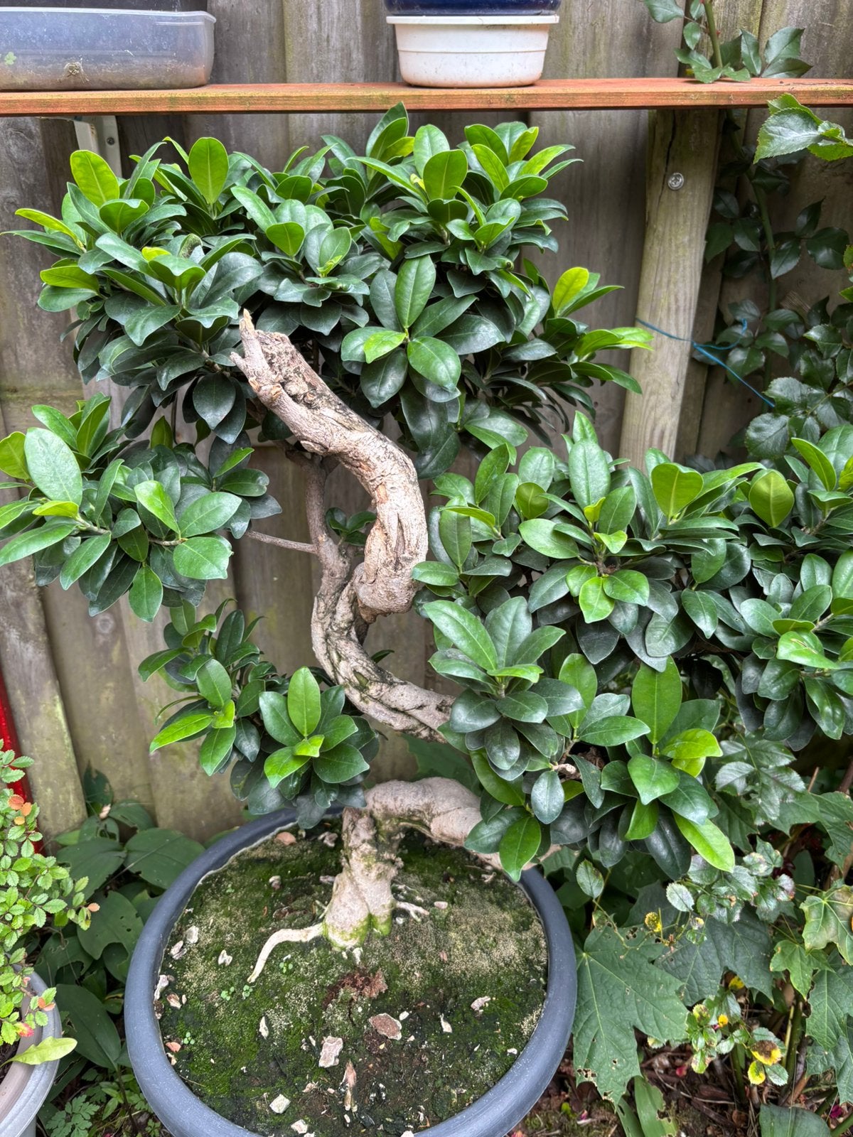 Ficus microcarpa bonsai, Bloeit niet, Halfschaduw, Overige soorten, Minder dan 100 cm