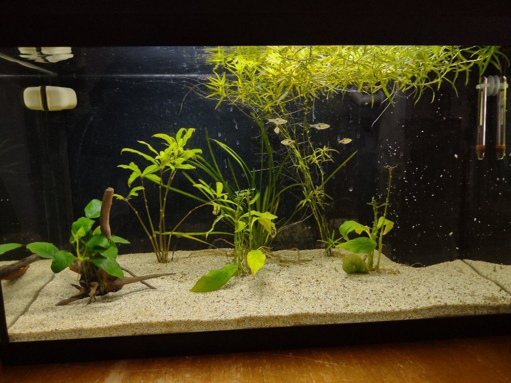 Compleet Juwel Primo 70 aquarium (70L) + veel toebehoren, Gebruikt, Leeg aquarium, Juwel, Ophalen