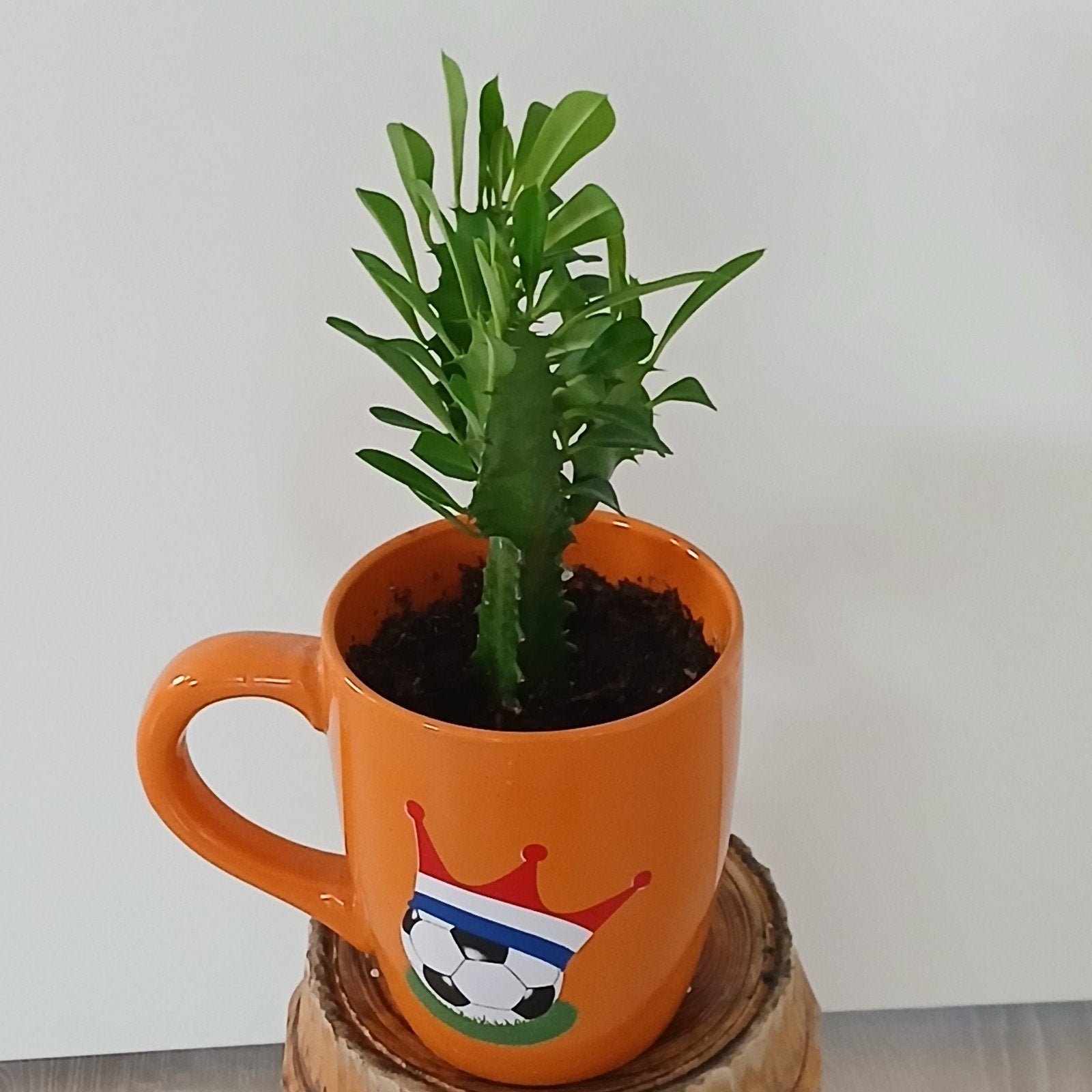 Euphorbia Trigona (Afrikaanse Melkboom), Ophalen of Verzenden