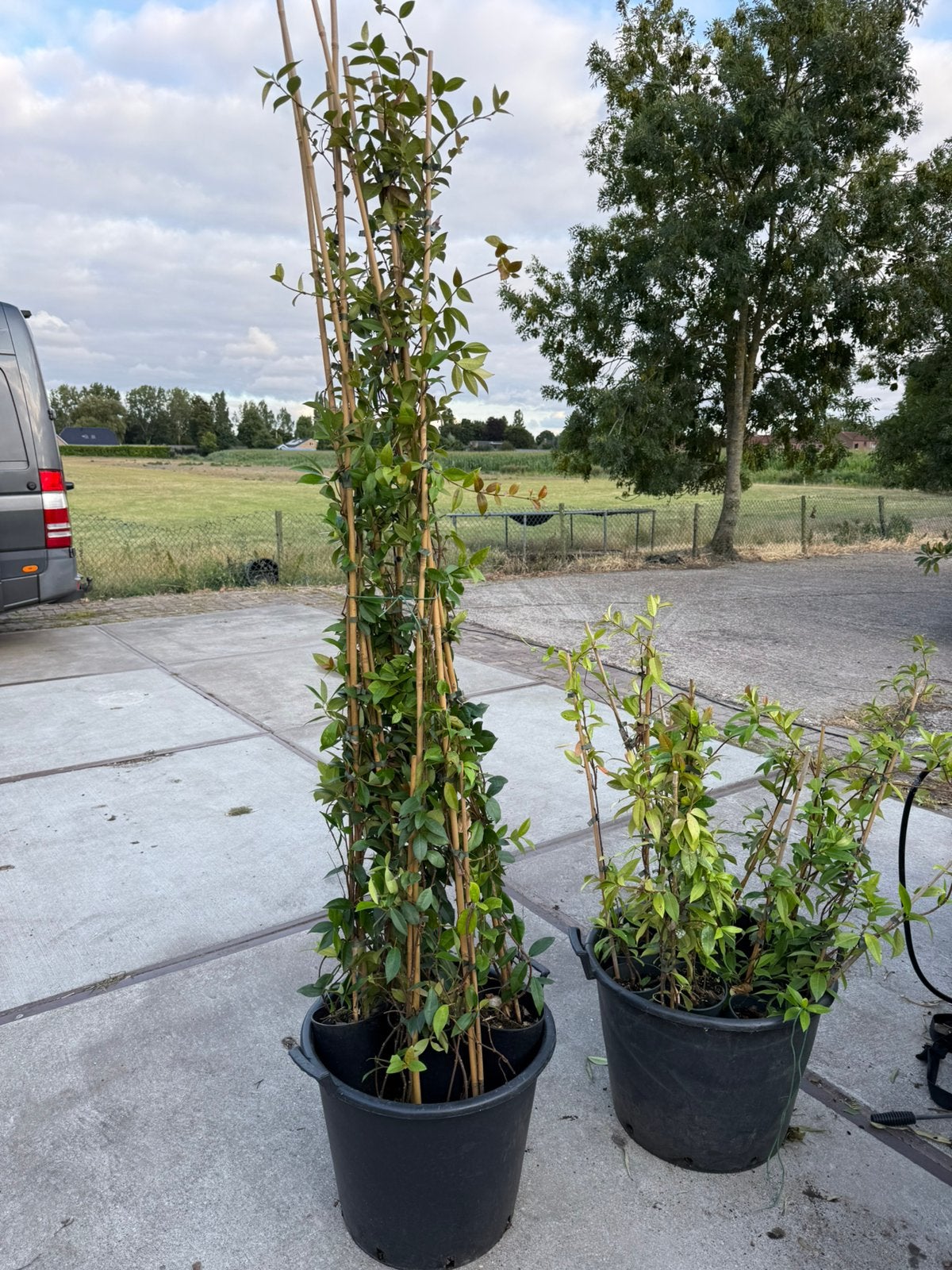 Toscaanse jasmijnen even de laatste voor mooi prijsje, Ophalen, Volle zon, Vaste plant, Klimplanten