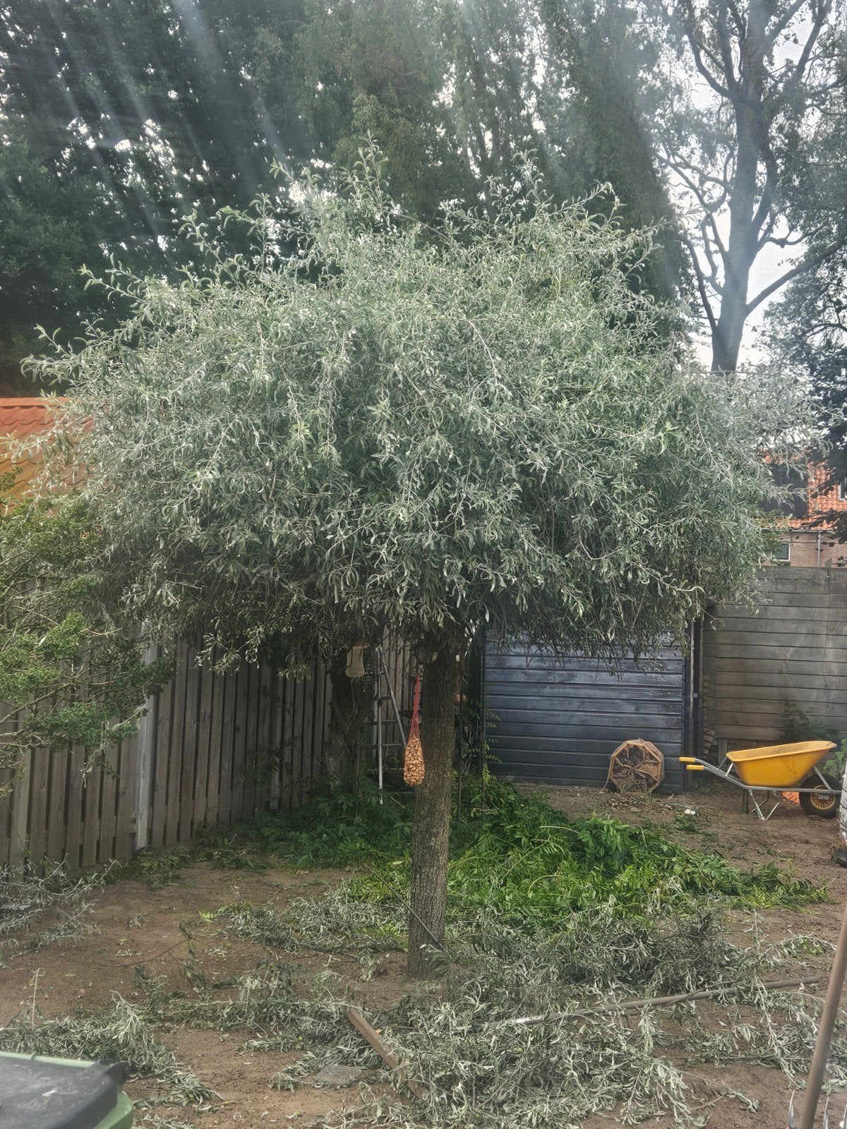 Pyrus salicifolia pendula  3meter hoog - Ideaal voor ruime t, Ophalen