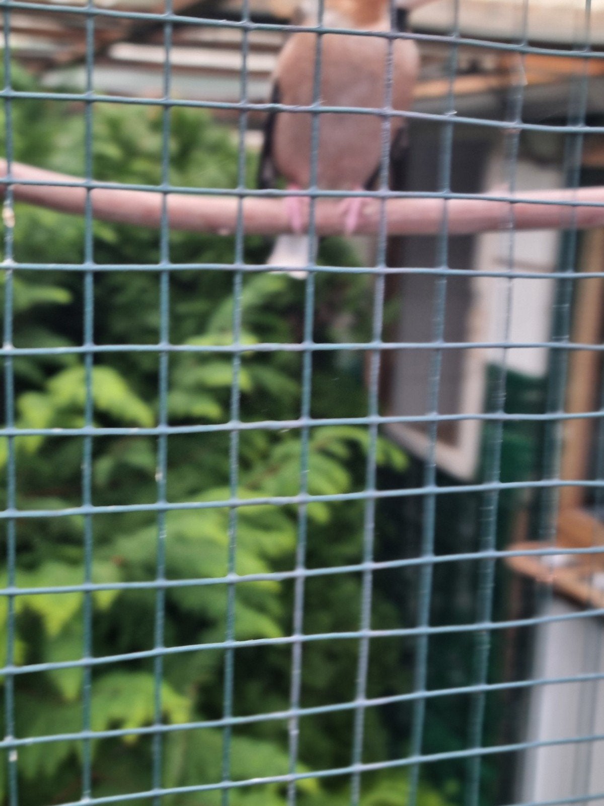 Man appelvink 2024, Dieren en Toebehoren, Meerdere dieren, Wildzangvogel, Geringd