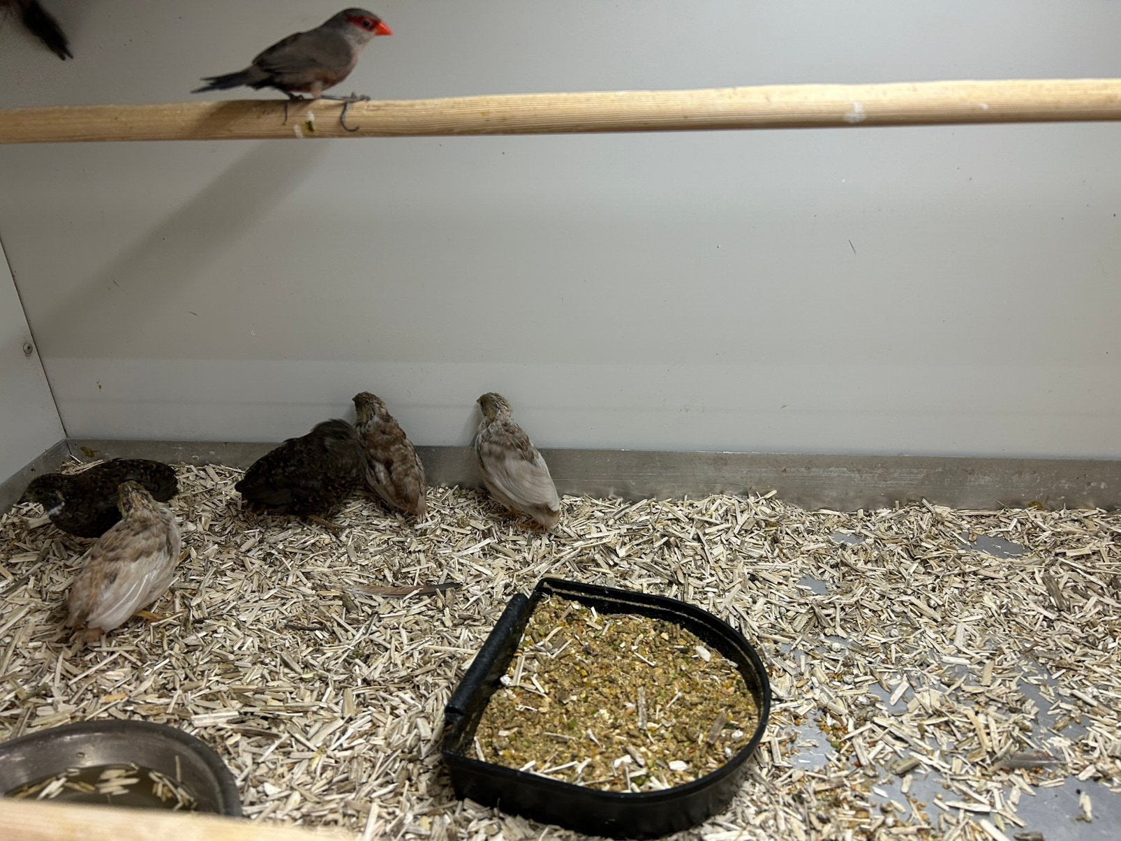 Kwartels natuurbroed hennen, Dieren en Toebehoren, Vrouwelijk