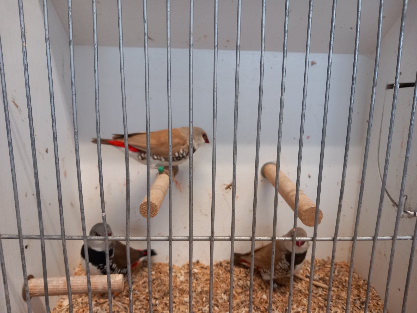 RUILEN, diammantvink man voor een pop, Dieren en Toebehoren, Mannelijk