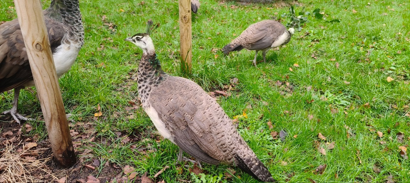 jonge pauw hennen, Dieren en Toebehoren, Vrouwelijk, Overige soorten