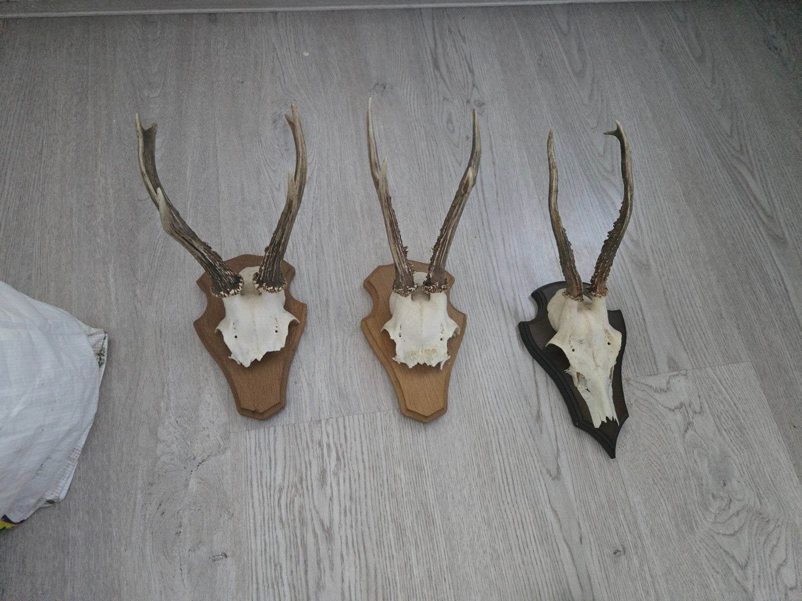 Set van 3 Herten Geweien op Houten Schild, Ophalen of Verzenden, Gebruikt