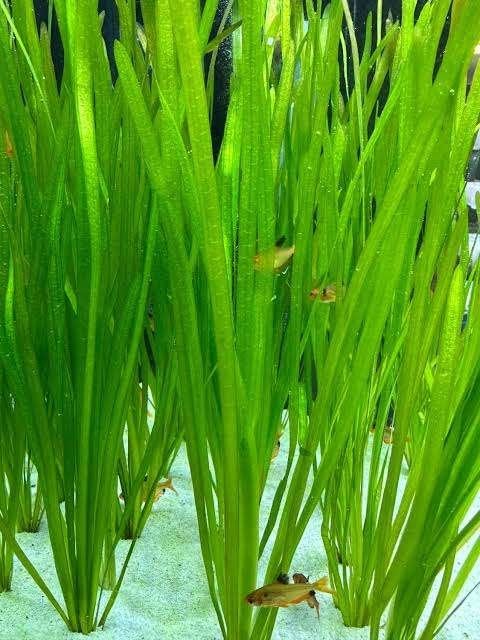 AQUARIUMPLANTEN GEZOCHT, Ophalen of Verzenden, Plant(en), Steen of Hout