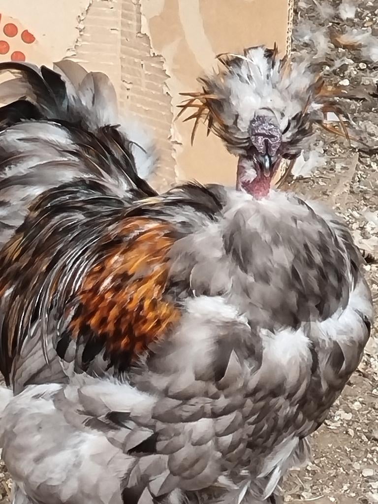 Prachtige USA zijdehoen hanen, Dieren en Toebehoren, Pluimvee, Mannelijk, Kip