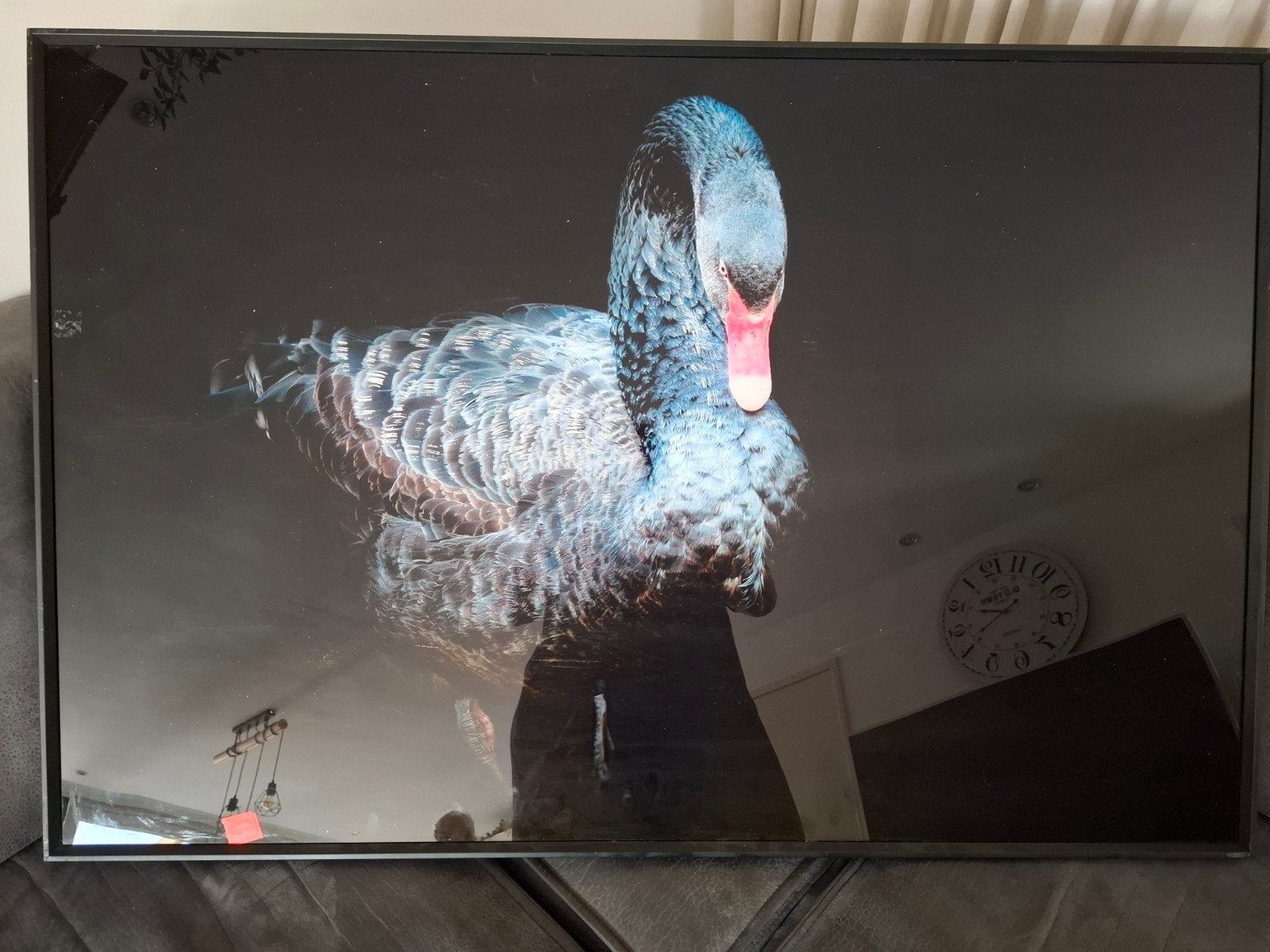 Modern schilderij van een zwarte zwaan, Ophalen, Dieren, Print, Overige materialen