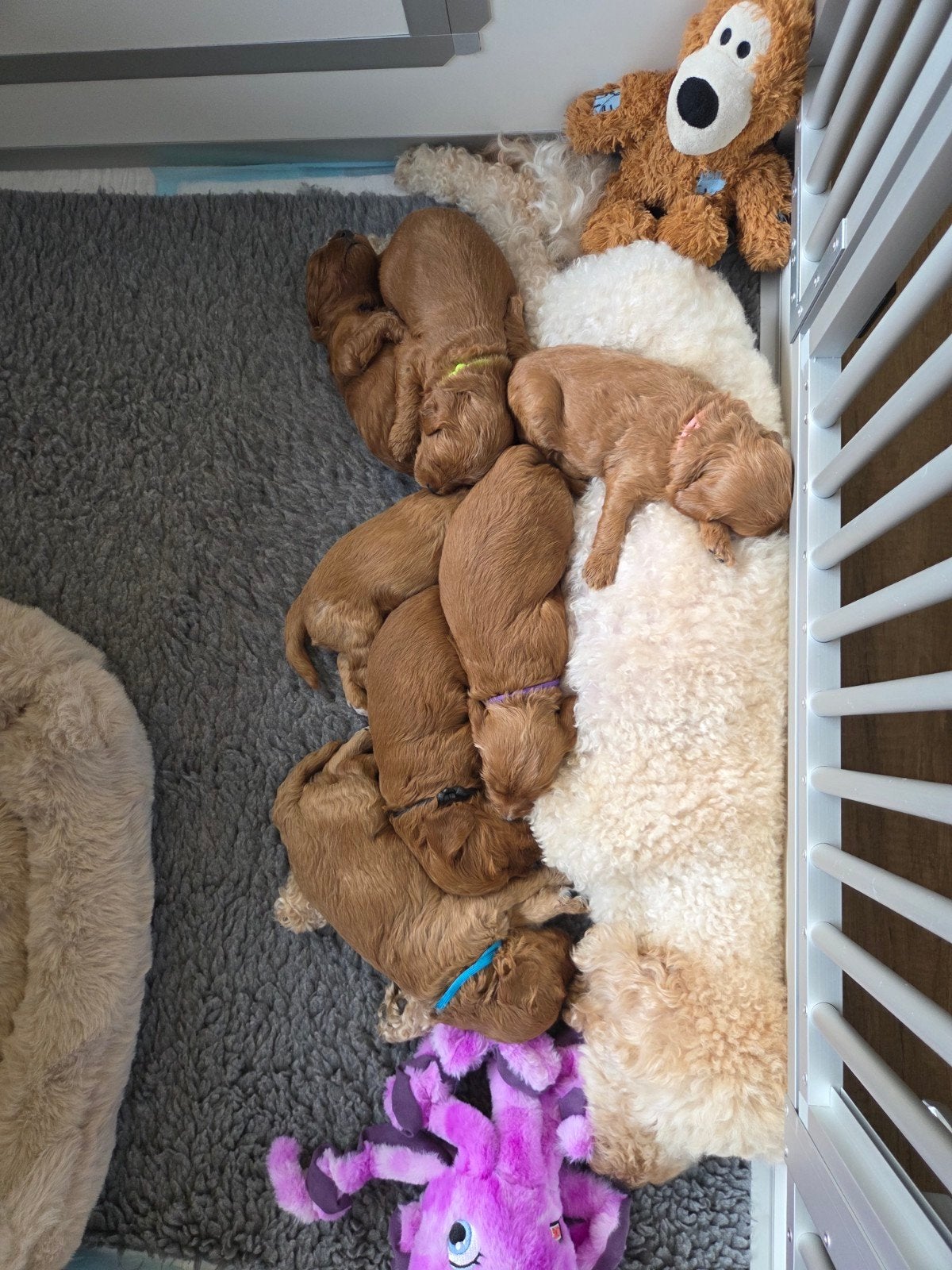 hele lieve labradoodle mini puppy's 🐶, Dieren en Toebehoren, 8 tot 15 weken, Meerdere, Meerdere dieren, Nederland